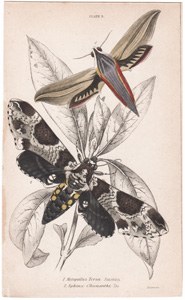 Plate 5

Metopsilus Tersas (America)
Sphinx Chionanthi (America)